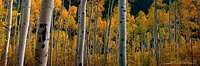 Ripe-Evening-Fall-Color-Aspen-Forest-1280