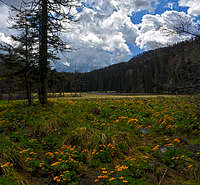 Spring at Ledine peat bog