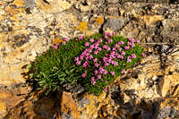 The circumpolar arctic plant Silene acaulis on Mt Gilbert in Nevada
