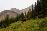 Bull Moose in Swiftcurrent Valley