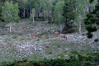 Morning deer during the Wheeler Peak traverse