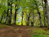 The Beech Forest of 