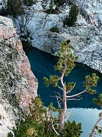 Finger Lake lichen and pine