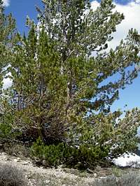 There are many Bristlecone...
