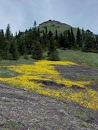 Wildflowers on Cone Peak,...