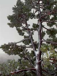 Pencil Pine (Arthrotaxis...