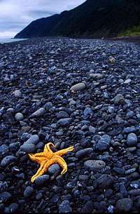 Starfish on the Lost Coast