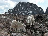 Mountain Goats near the base...