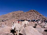 Mountain goats were...