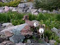 Some of the bighorn sheep...