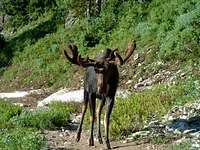 Bull moose on the way up to...