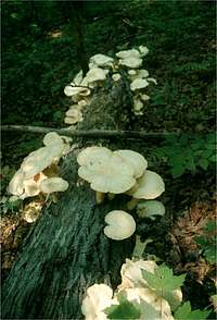 Mushrooms grow in abundance...