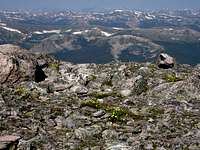 Wildflowers on James Peak,...