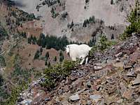Mountain Goat below the...