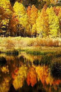Aspens and reflections in...