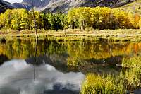 Aspens over lake in Lundy...