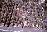Pine forest in winter