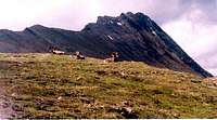 Bighorn sheep and Mount...