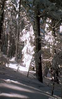Molika pine forest in winter