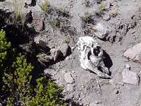 Skull of a dead vicuna,...