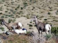 A family of Bighorn Sheep