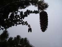 Pine Cones on the way down...