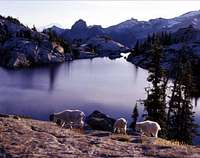 Robin Lake & goats. Sept....