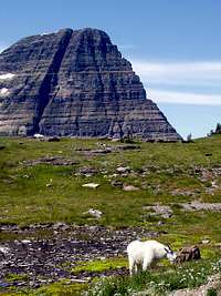 Mountain Goat in Glacier NP