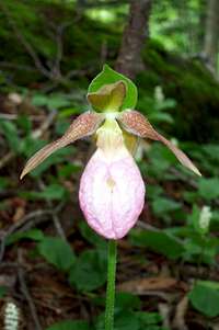 Lady Slipper