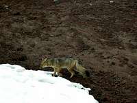 Andean Fox at Cotopaxi