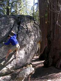 Sherman Tree Boulders