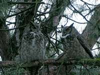 A pair of Great Horned Owls, Klamath Falls, OR