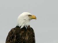 Bald Eagle, Klamath Falls, OR