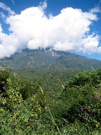 Macro View of the Tacana