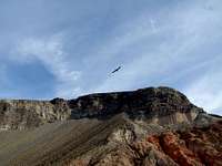 Hawk Soars over Fortification Hill