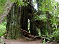 Fallen Redwoods