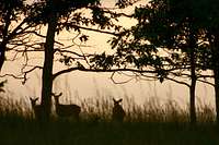 Deer in Big Meadow