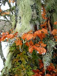 Lichens on a beech
