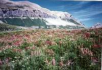 Meadow on the Timp