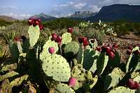 Prickly Pear Cactus