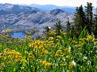 Sierra Wildflowers & Susie Lake, Desolation Wilderness