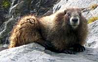Relaxed Marmot