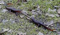 Newts fighting over worm