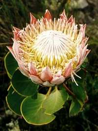 The most famous Fynbos plant...