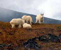 Mountain Goats on Hankin Plateau, BC