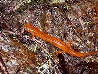Red newt.