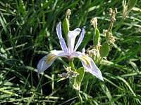 Iris ( Iris missouriensis)