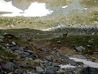 Ibex - Vanoise Park