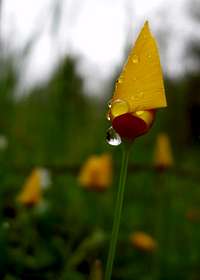 Dew on a Foothill Poppy