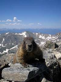S summit marmot